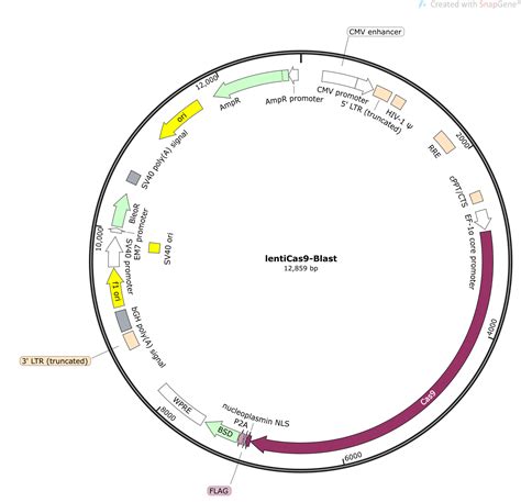 lenti cas9 blast